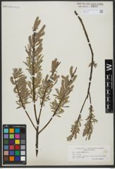 Foto von Salix viminalis L.